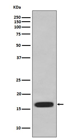 CD59 Ab