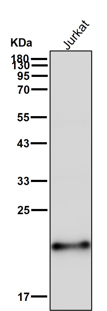 Cytochrome P450 2E1 Ab