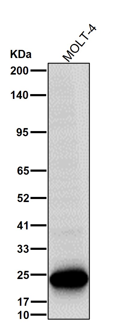 Cytochrome P450 2E1 Ab