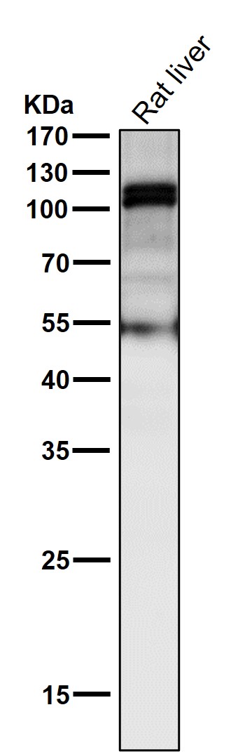 TLR5 Ab