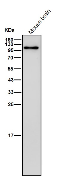 CD62P Ab