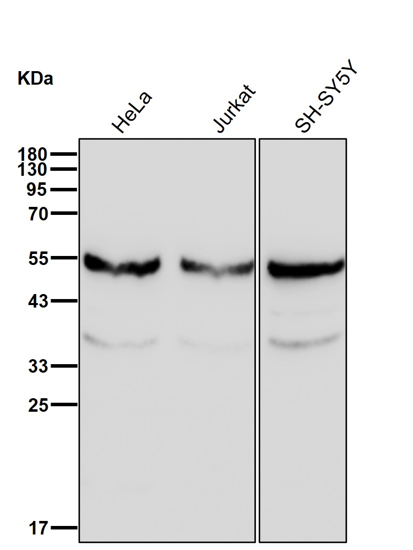 ATP5A Ab