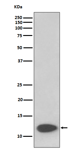FKBP1A Ab