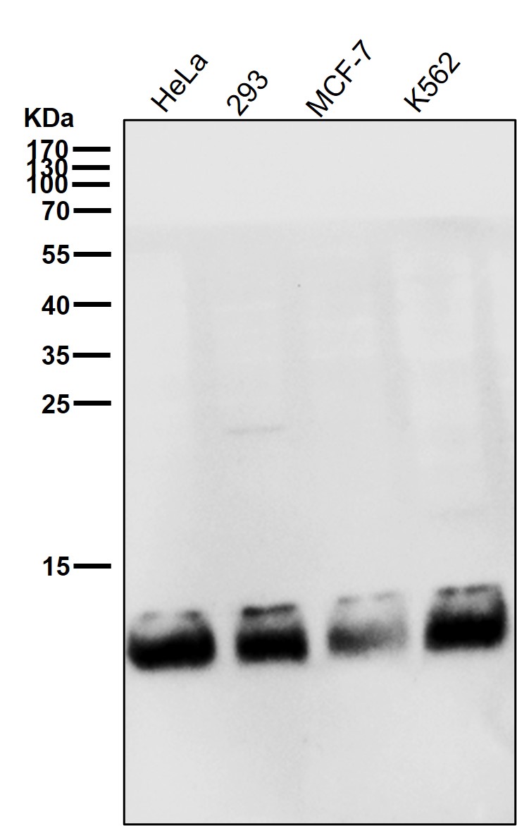 FKBP1A Ab