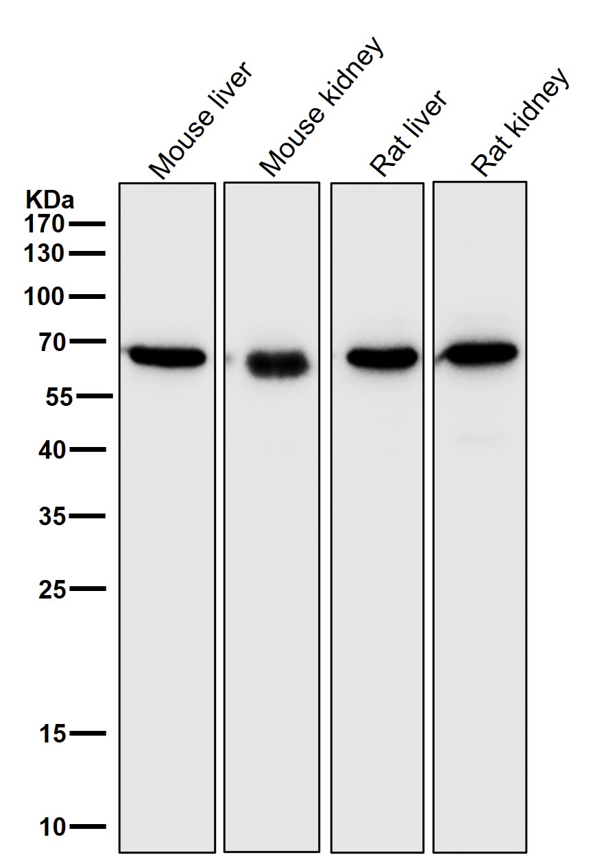 Catalase Ab