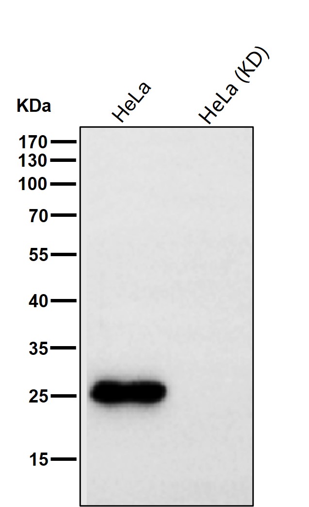 PRDX6 Ab
