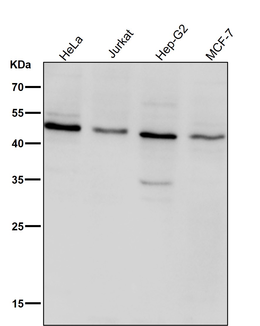 Vitamin D3 receptor Ab