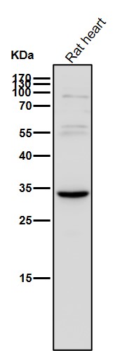 Syndecan 1 Ab