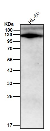 TLR7 Ab