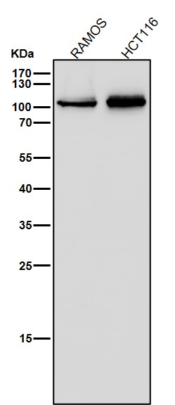 CD26 Ab