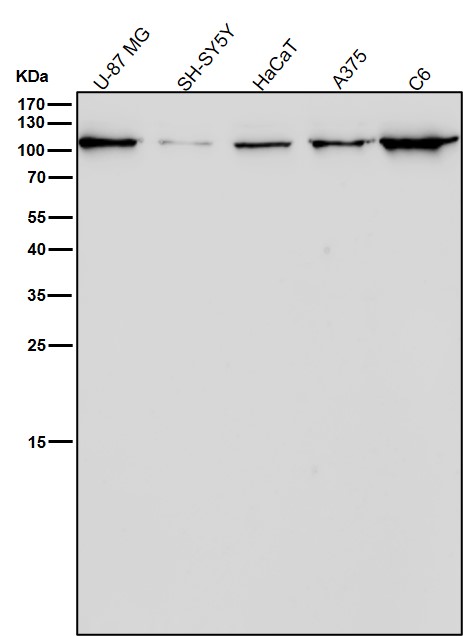 CD26 Ab