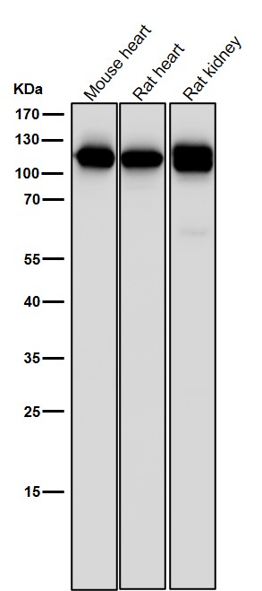 CD26 Ab