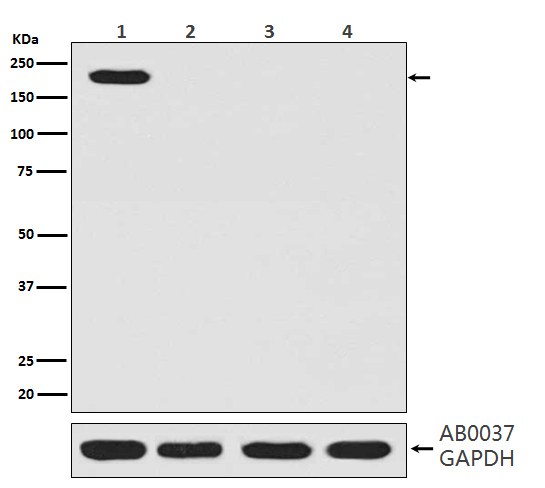 CRISPR Cas9 SP Ab