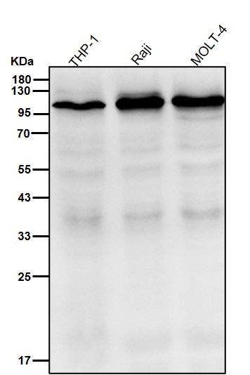 NFAT2 Ab