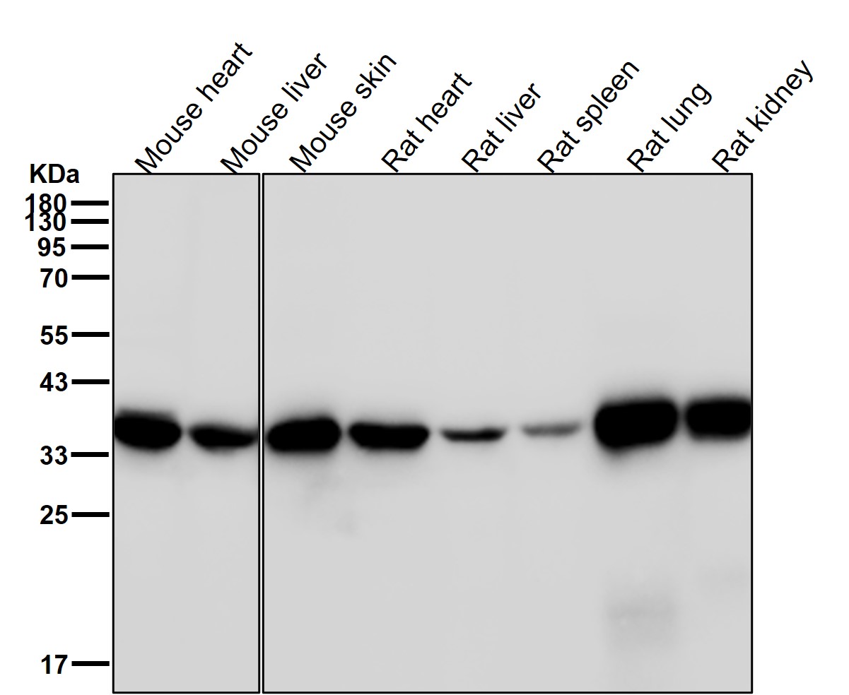Annexin A2 Ab