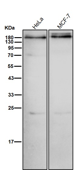ABCC1 Ab