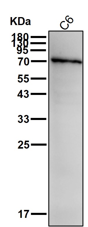 NR5A2 Ab
