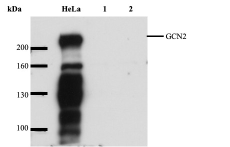 GCN2 Ab