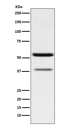 CEACAM6 Ab