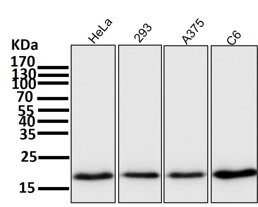 GPX4 Ab