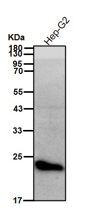 Retinol binding protein 4 Ab