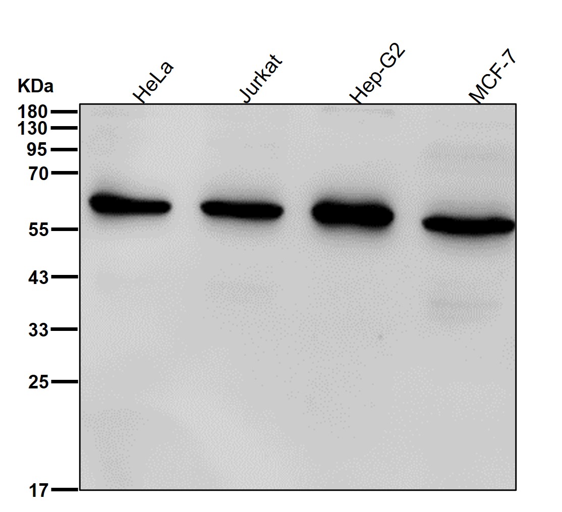 Glutathione reductase Ab