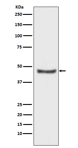 PHD2 Ab