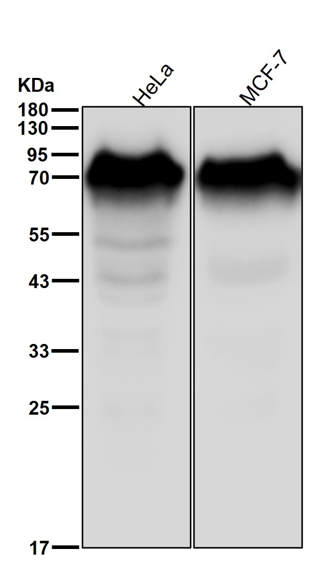 CD55 Ab
