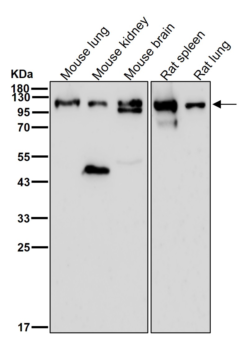 PKC mu Ab