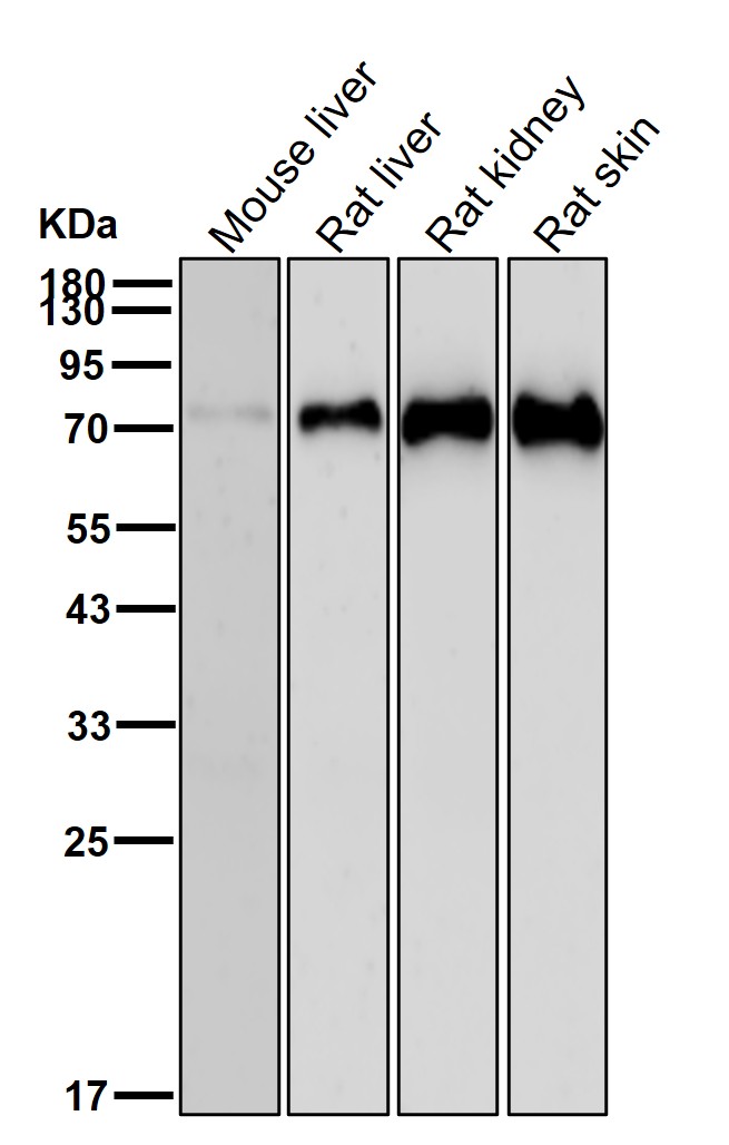 CD204 Ab