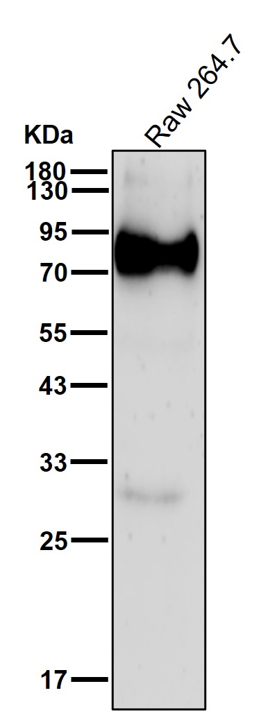 CD204 Ab
