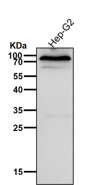 CD204 Ab