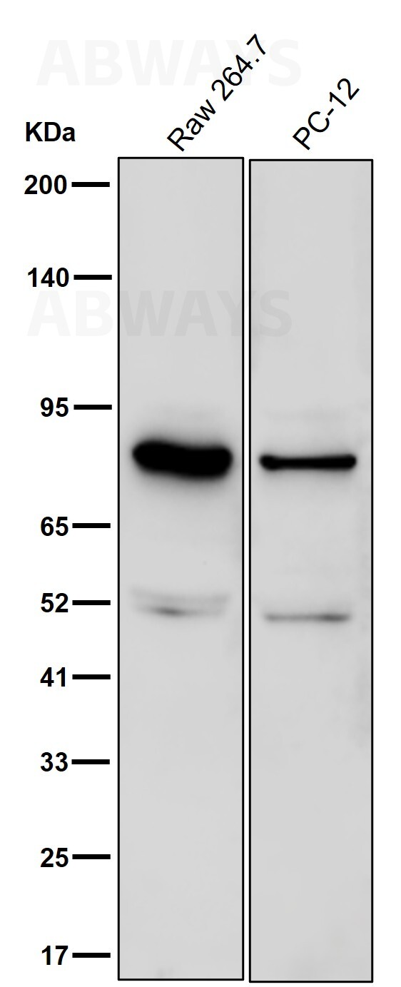 OPA1 Ab