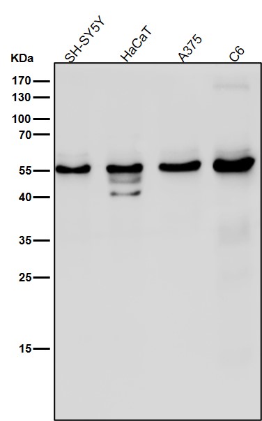 Slit 2 Ab