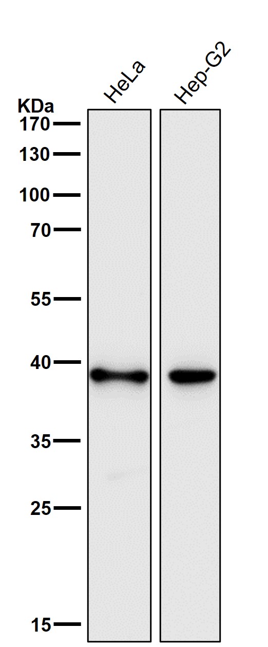 DNA polymerase beta Ab