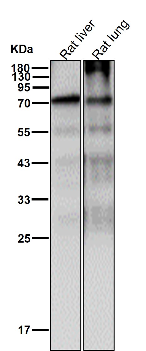ATG7 Ab