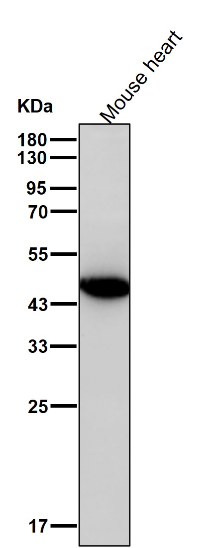 Cysteine protease ATG4A Ab