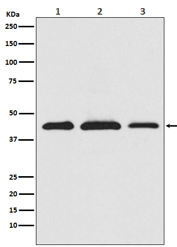 AKT1S1 Ab