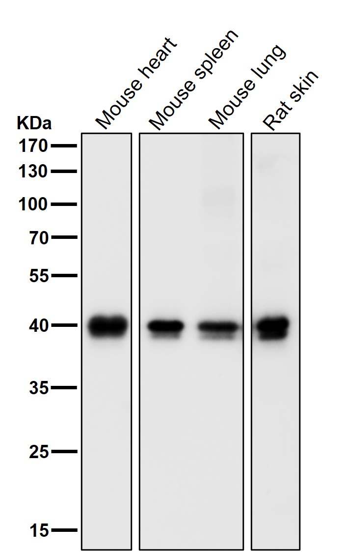 AKT1S1 Ab