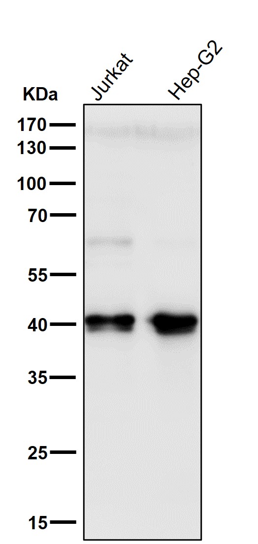 AKT1S1 Ab