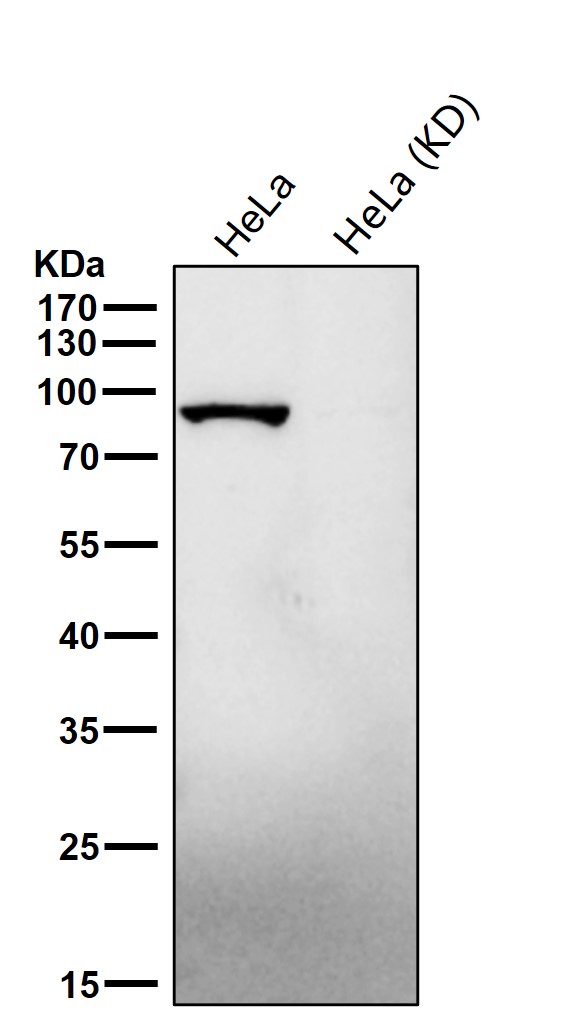 Dynamin 1 Ab