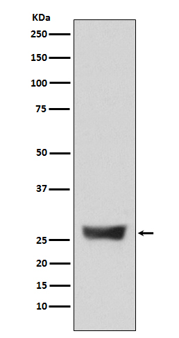 NDUFS3 Ab