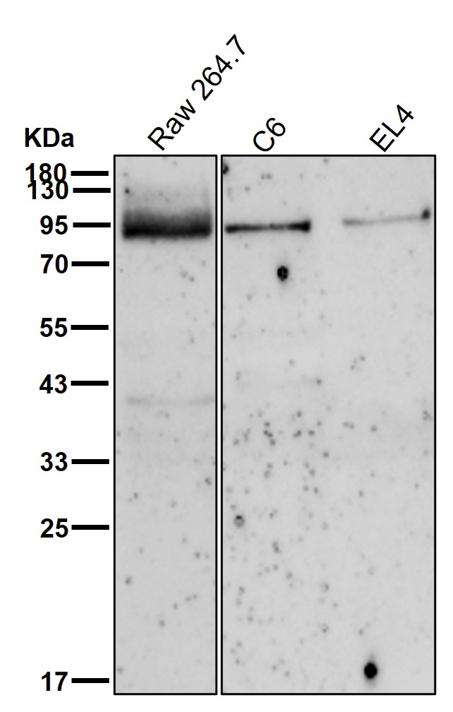 KDM1B Ab