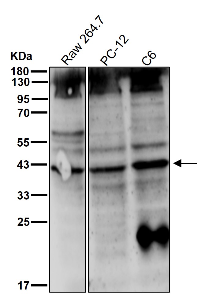 CTLA4 Ab