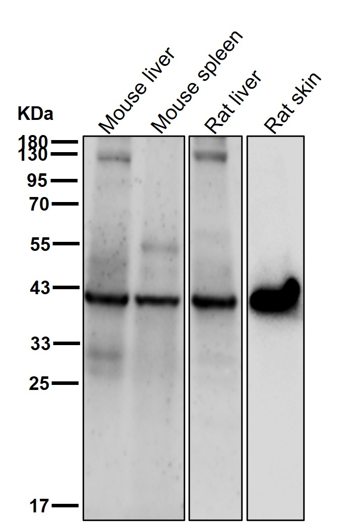 CTLA4 Ab
