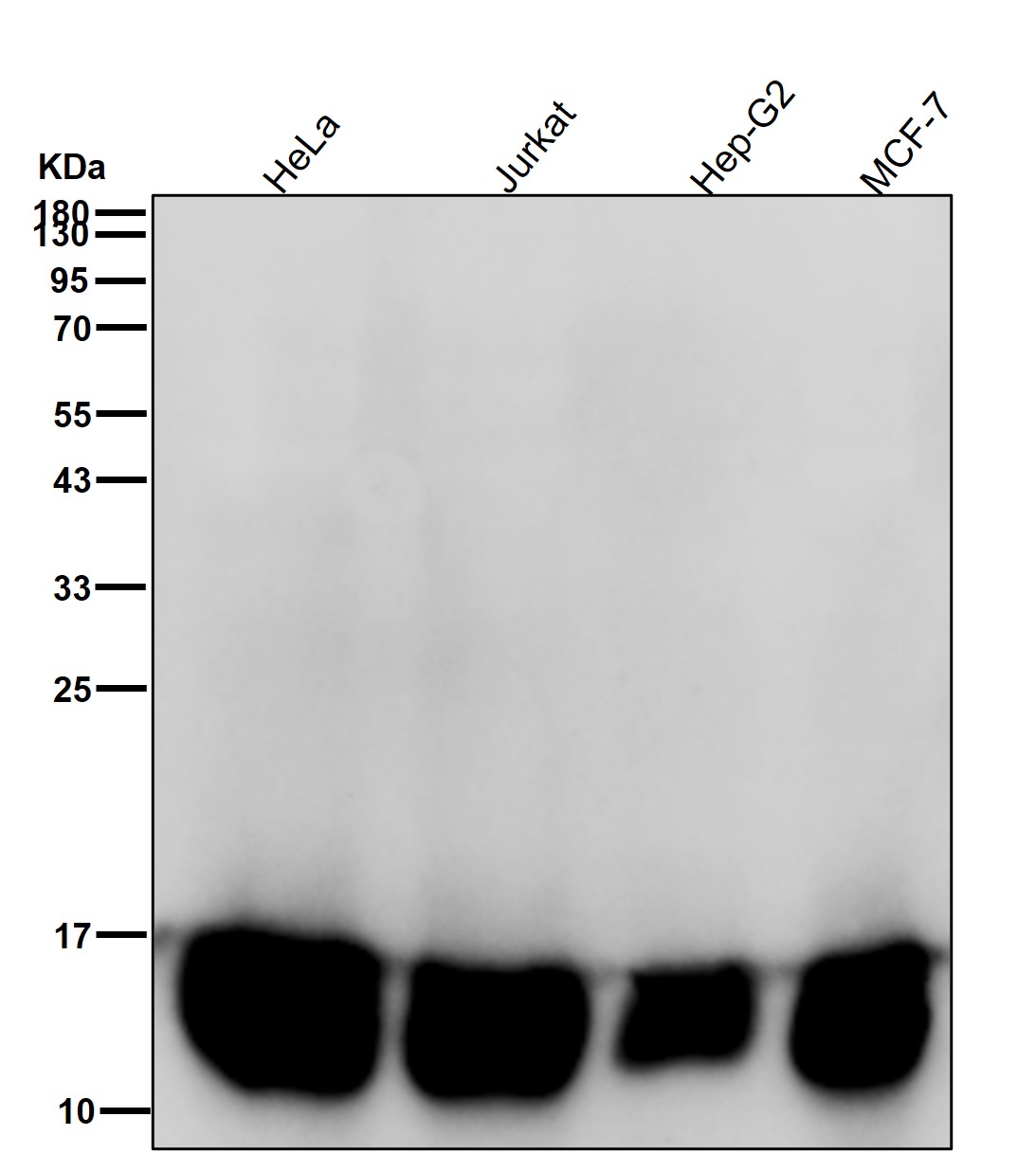 RBX1 Ab