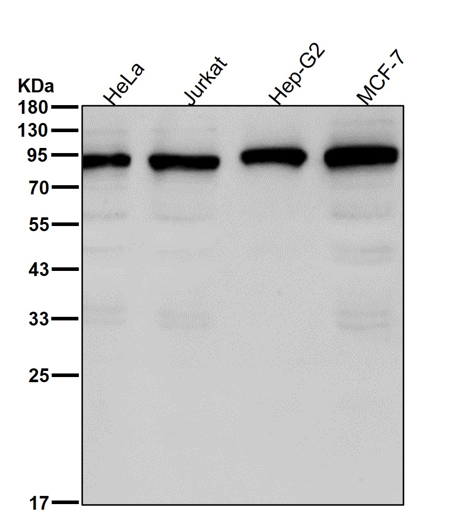 MALT1 Ab