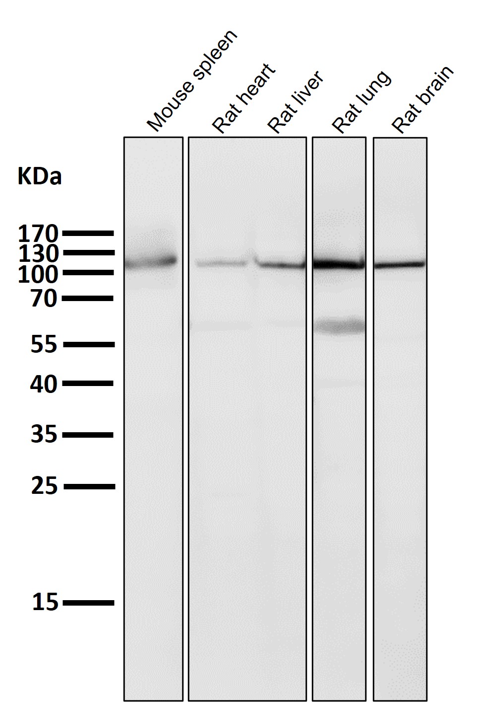 PI3 kinase p110 delta Ab