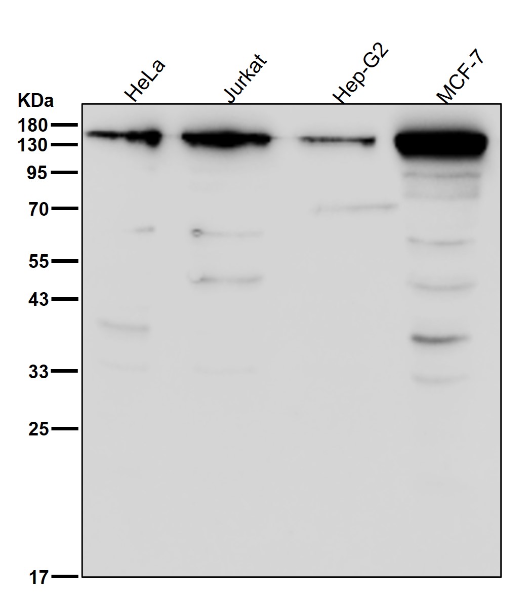 Cohesin subunit SA 2 Ab