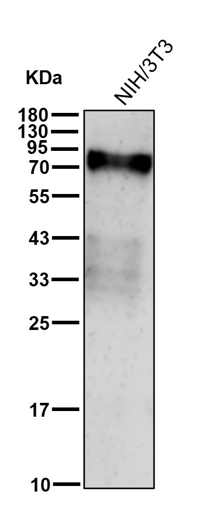 MMP2 Ab